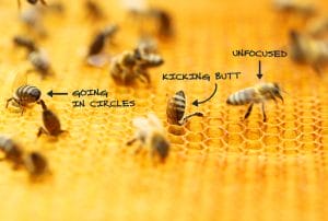 bees on a beehive with text that says'going in circles','kicking butt', and'unfocused'