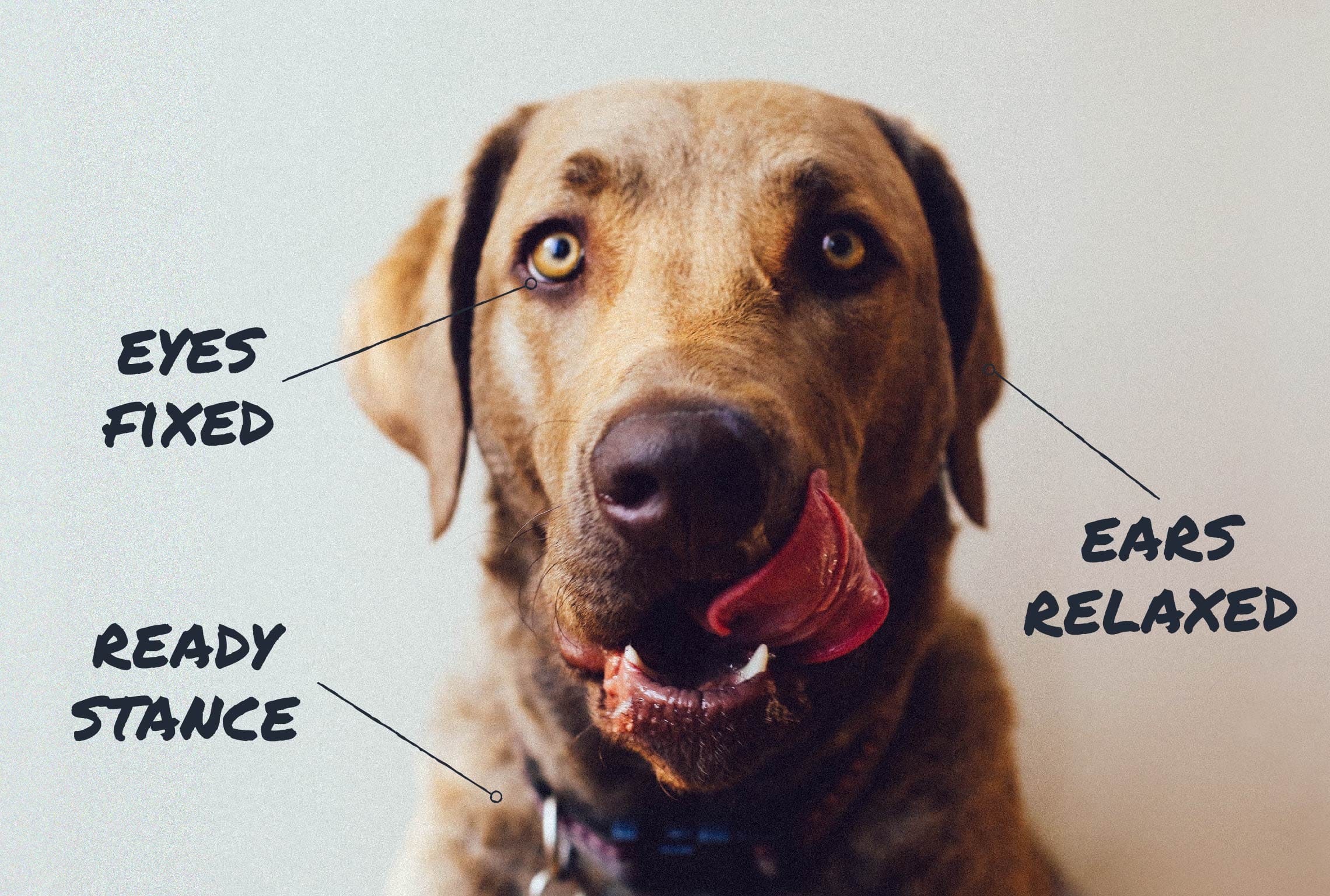 A cute puppy holding a toy in its mouth.