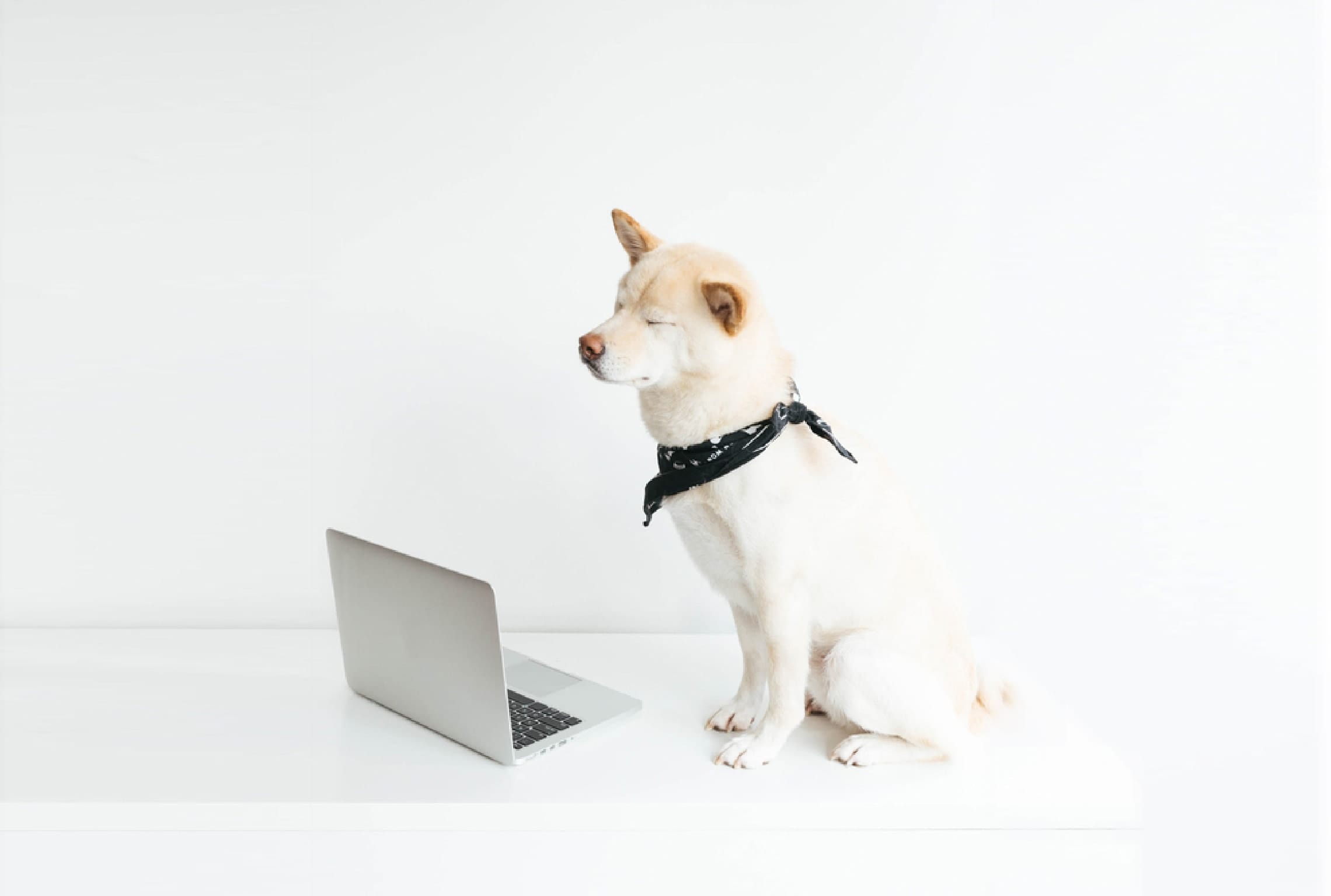 Binance-Peg Dogecoin wint terrein nu meme-munten op BNB Chain omhoog  schieten – maar Maxi Doge komt voor de titel, image size:2280x1536