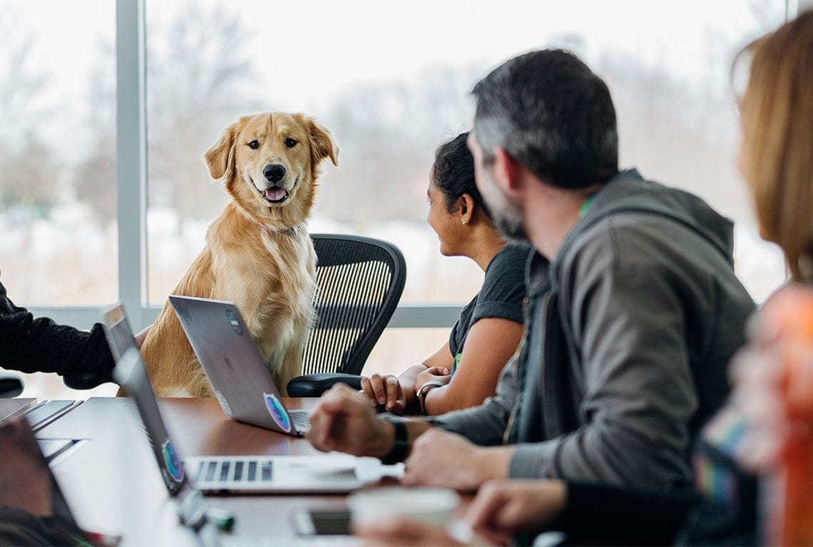 a dog sits at a table with a laptop on it