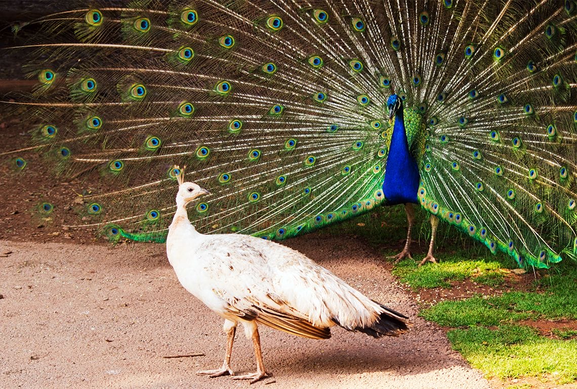 ein weißer Pfau steht neben einem blauen Pfau mit ausgefahrenen Federn