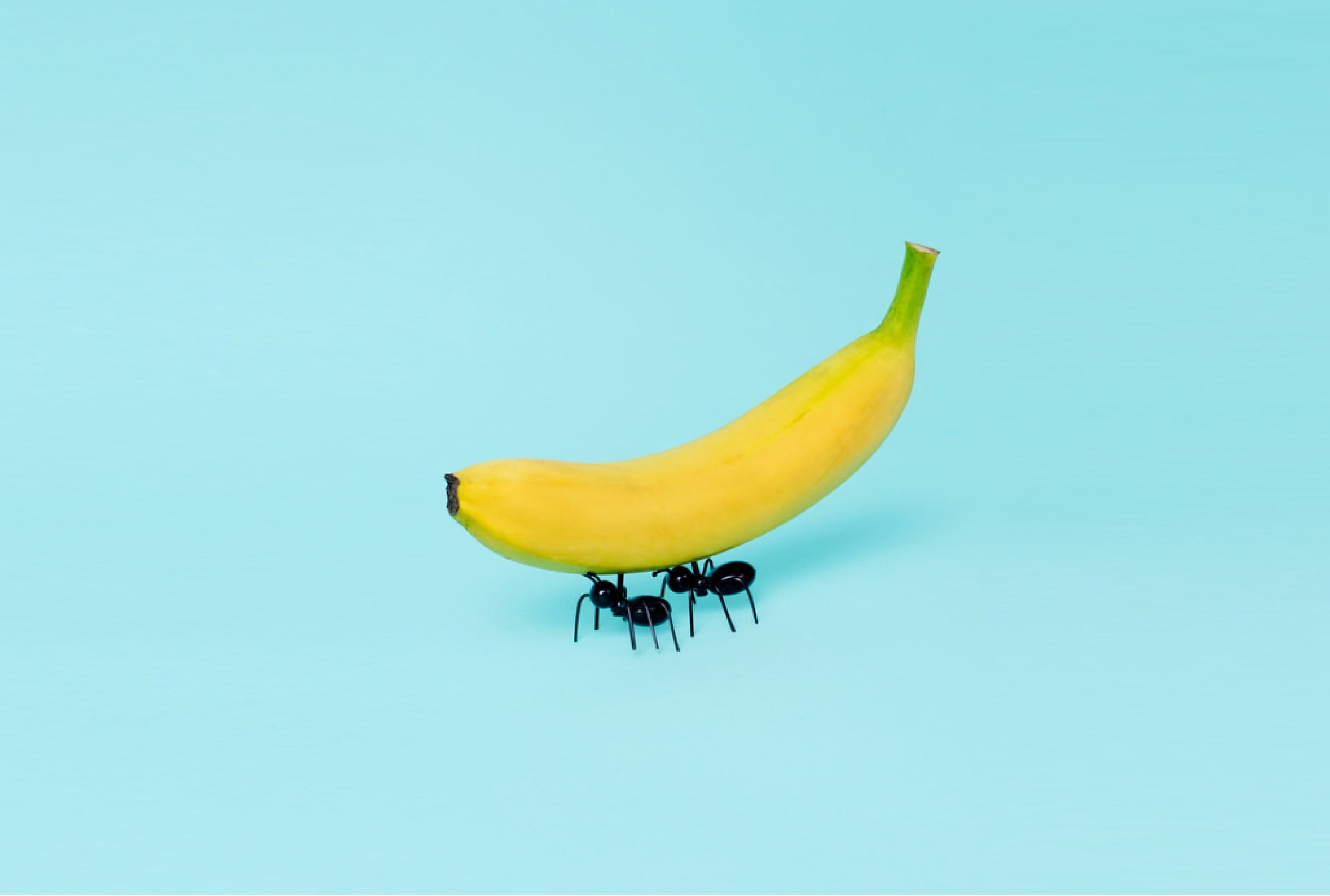 a banana with ants carrying it on a blue background