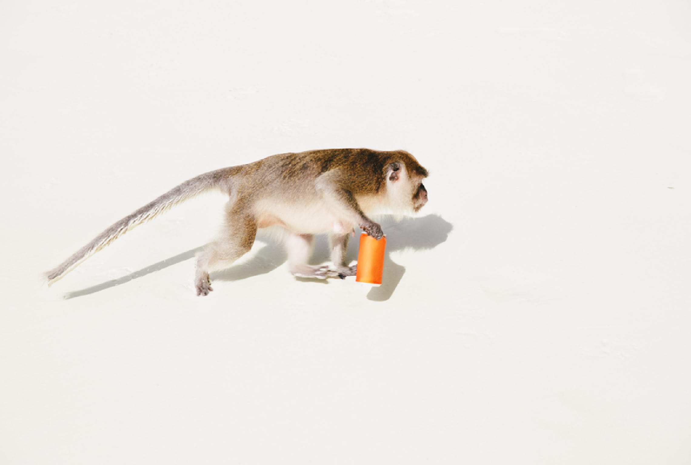 a monkey is holding an orange object and running away