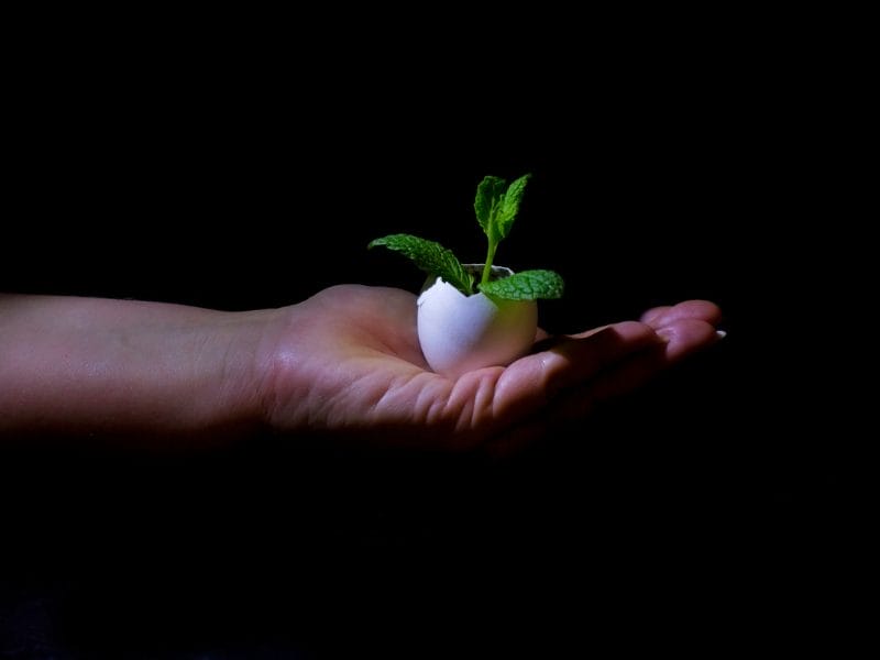 a person is holding an eggshell with a small plant growing out of it in their hand