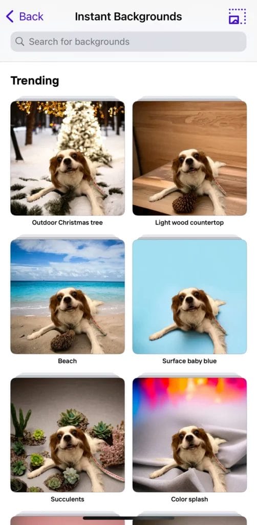 PhotoRoom best free photo editing app