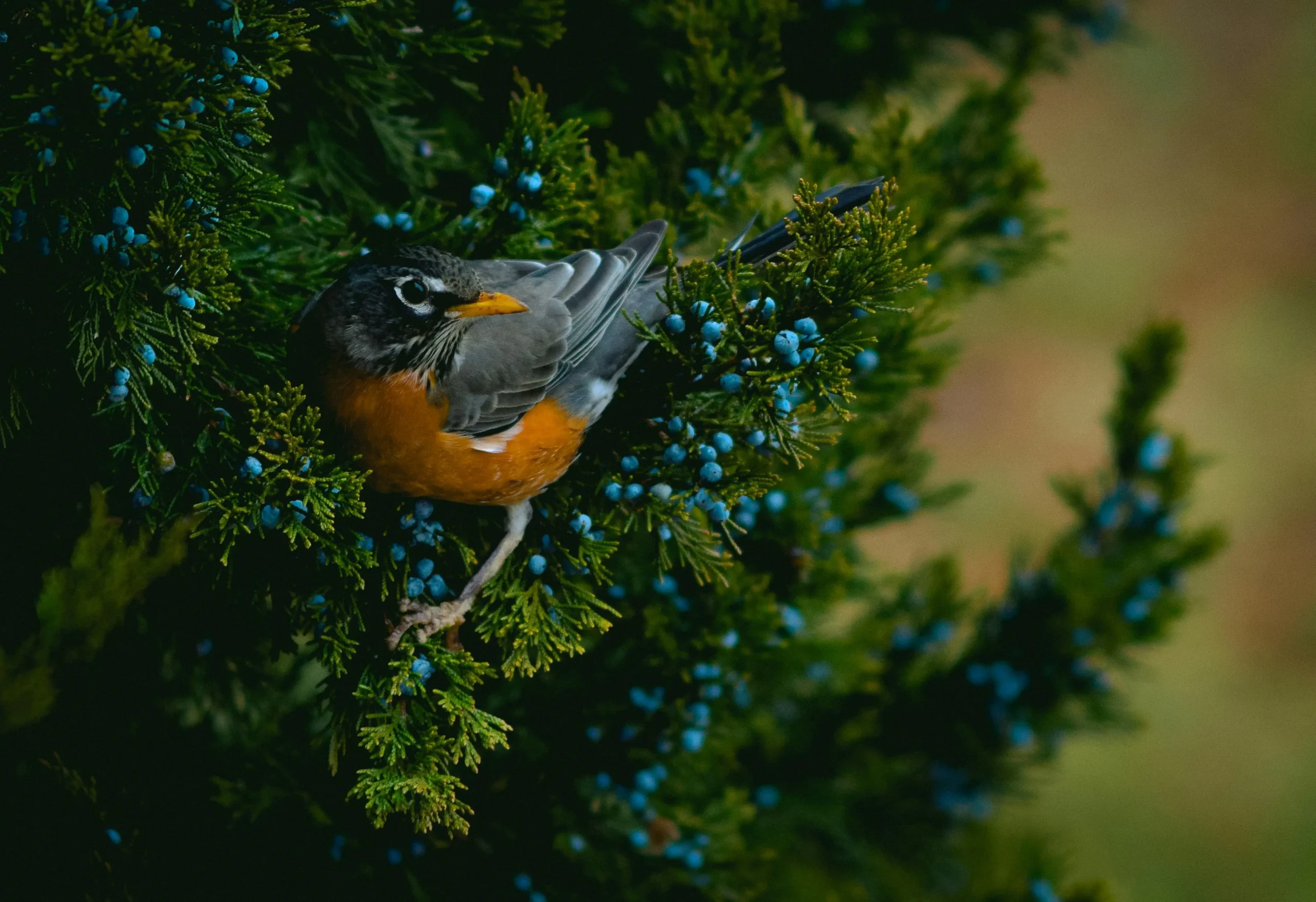 robin in a tree